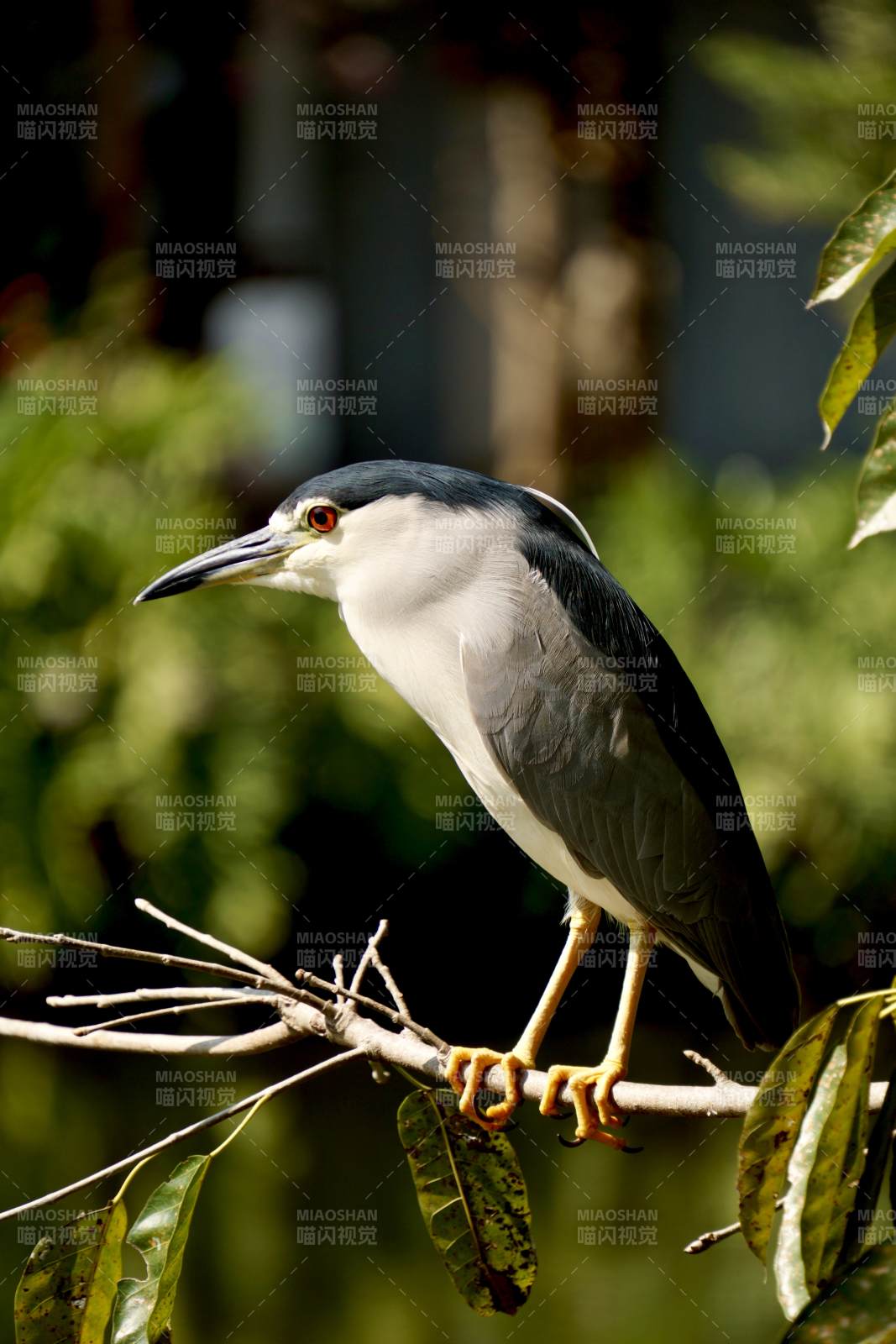 夜鹭栖枝头图片