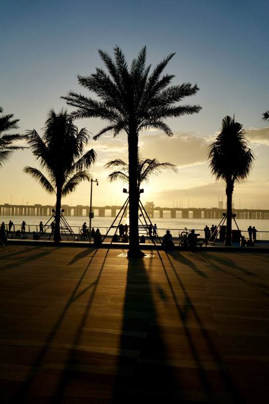 夕阳下的棕榈剪影图片