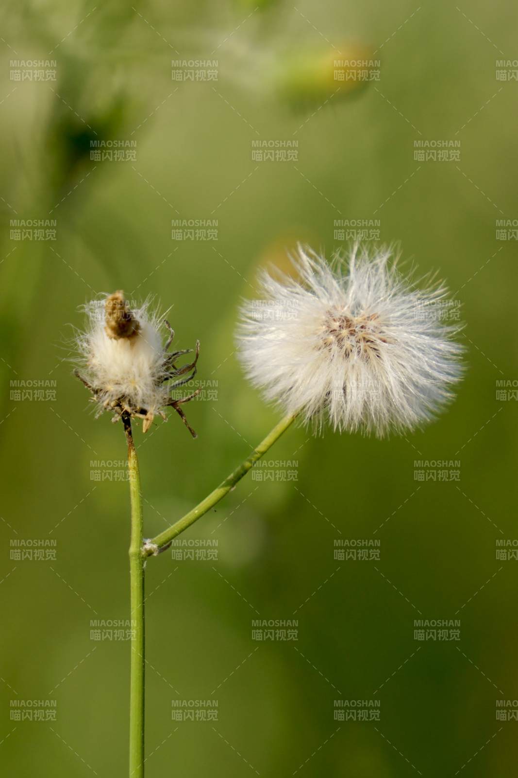 蒲公英的种子飘散图片