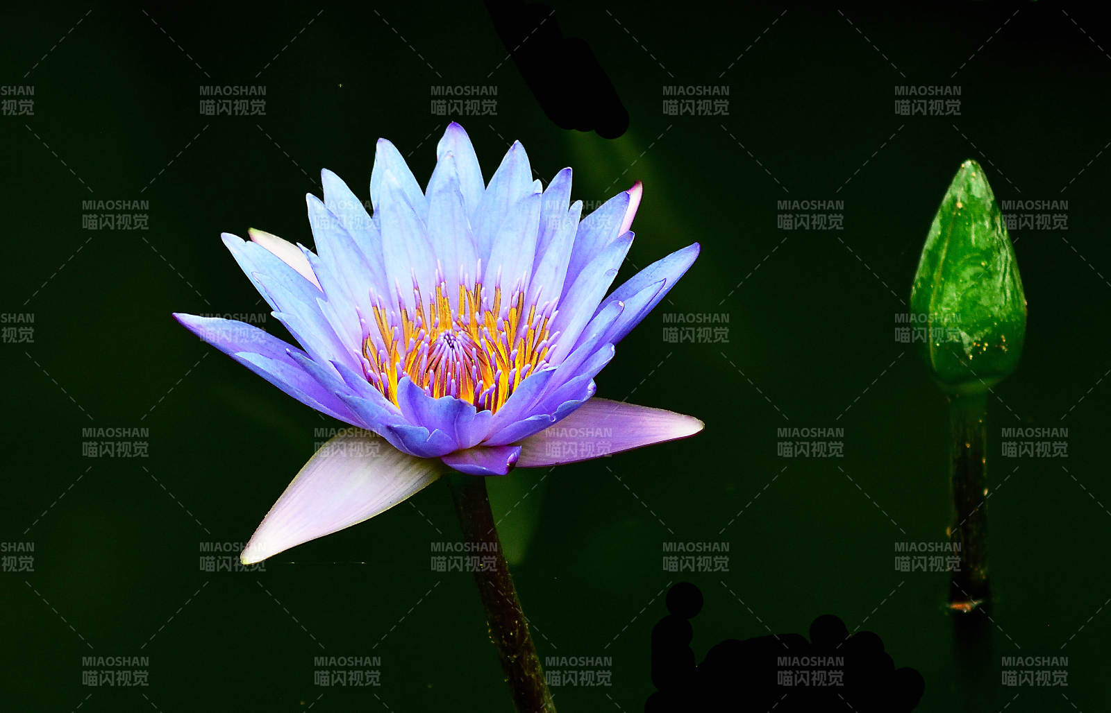 盛开的紫色睡莲特写图片