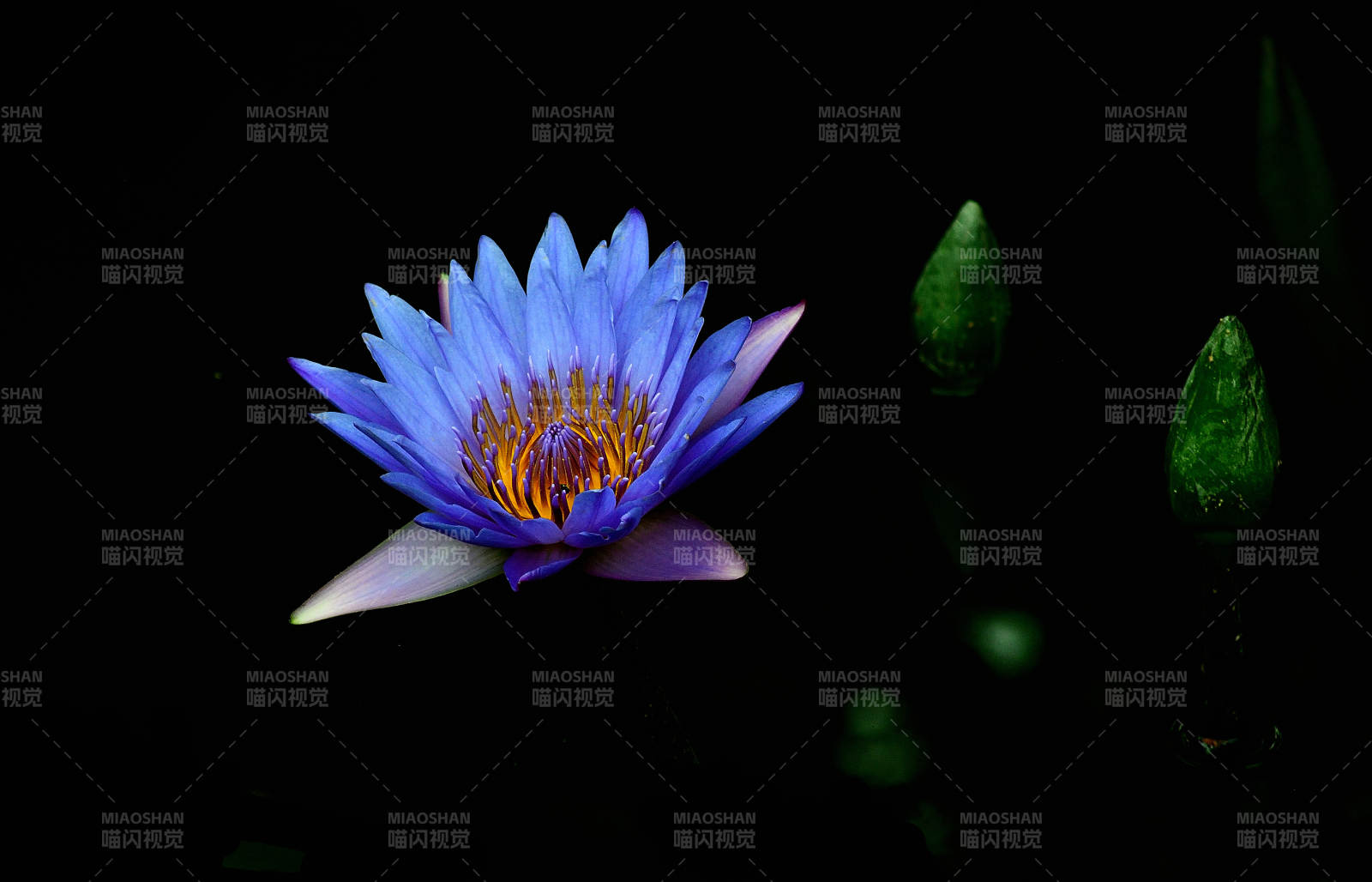 蓝色睡莲绽放夜色中图片