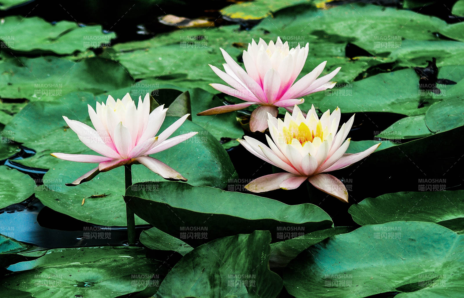 荷塘里盛开的粉色睡莲特写图片