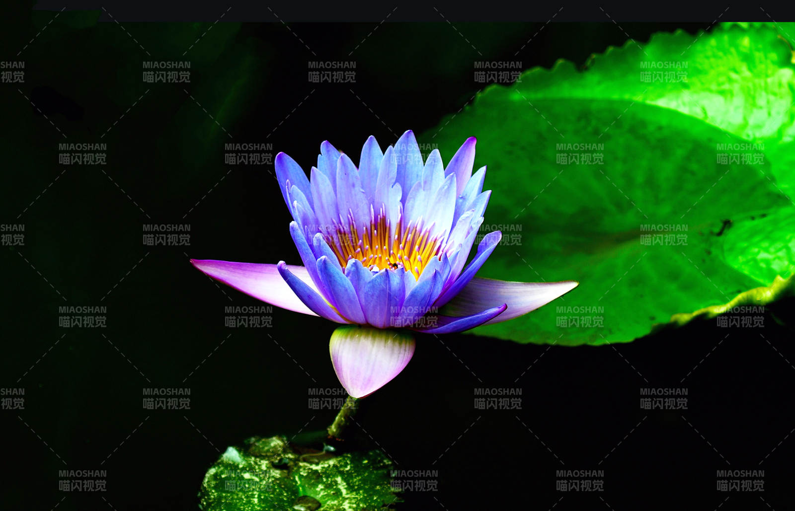 盛开的紫色睡莲特写图片