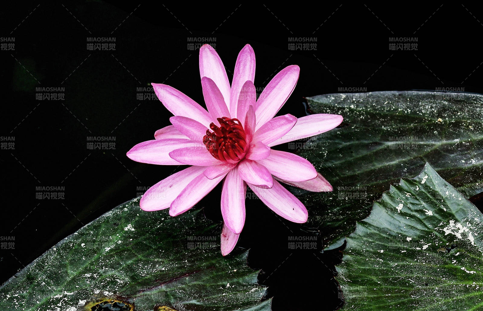 绽放的粉色睡莲特写图片