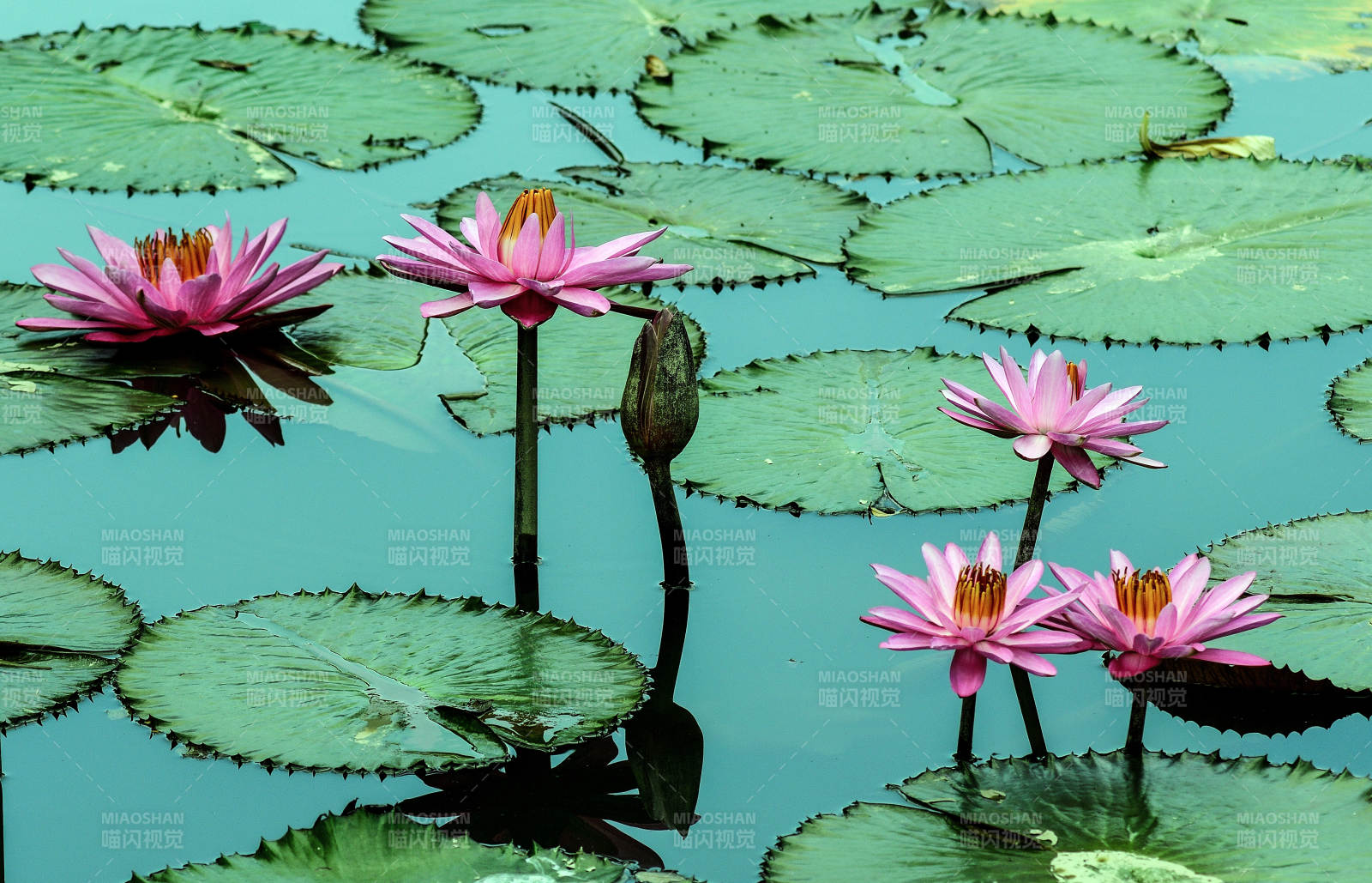 池塘中绽放的粉色睡莲图片