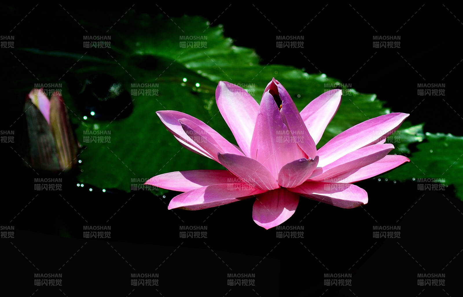 池塘中绽放的粉色睡莲特写图片