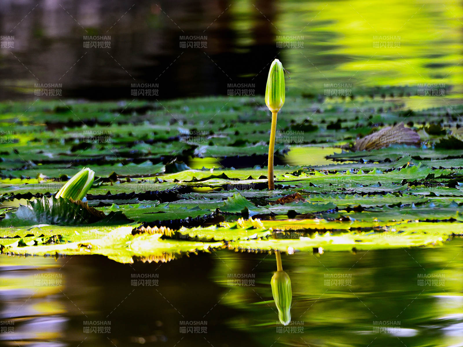 阳光下初绽的白色睡莲倒影图片