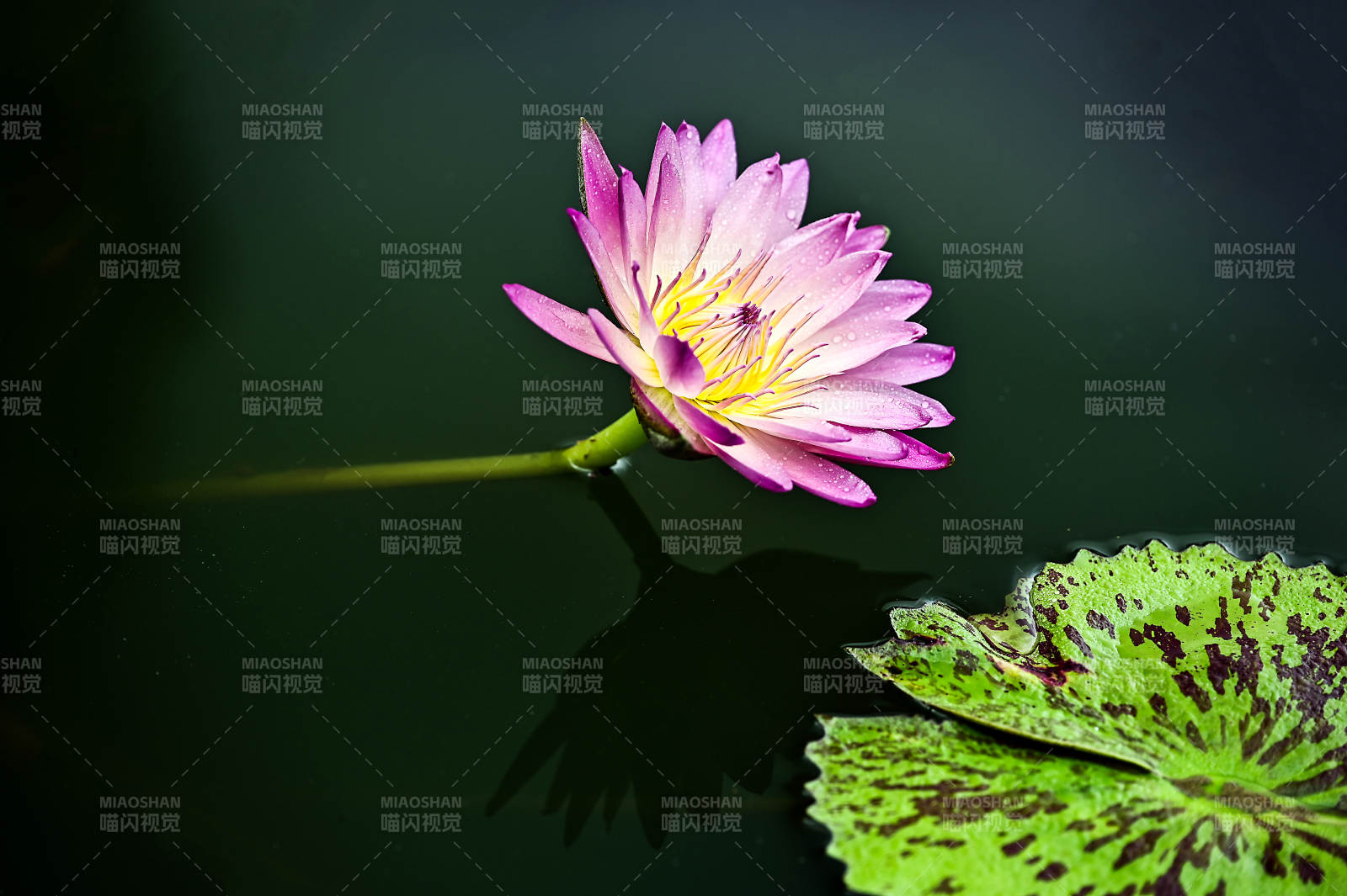 池塘中盛开的粉色睡莲图片