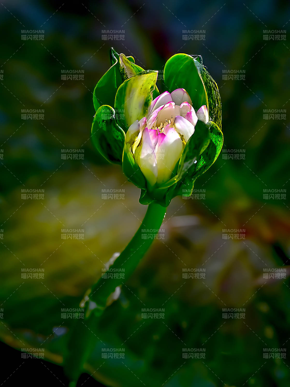 光影下含苞待放的睡莲图片