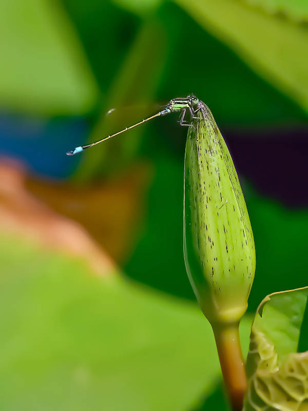 蜻蜓栖息在睡莲花苞上图片
