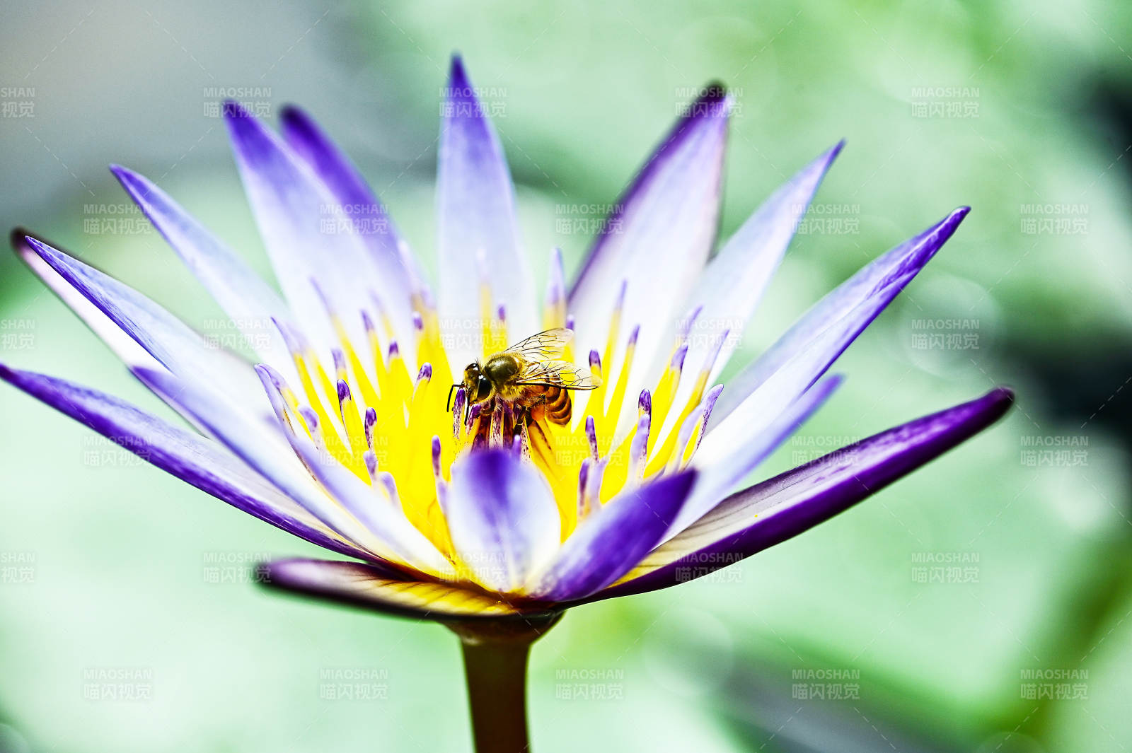 紫色睡莲与采蜜的小蜜蜂图片