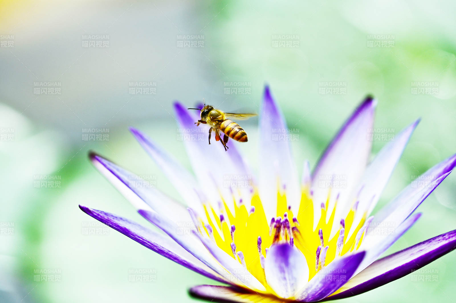 紫色睡莲与飞舞的小蜜蜂图片