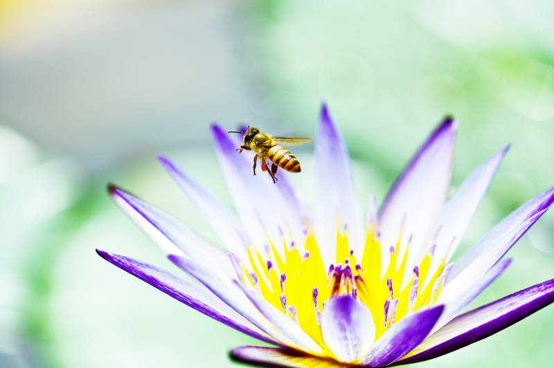 紫色睡莲与飞舞的小蜜蜂图片