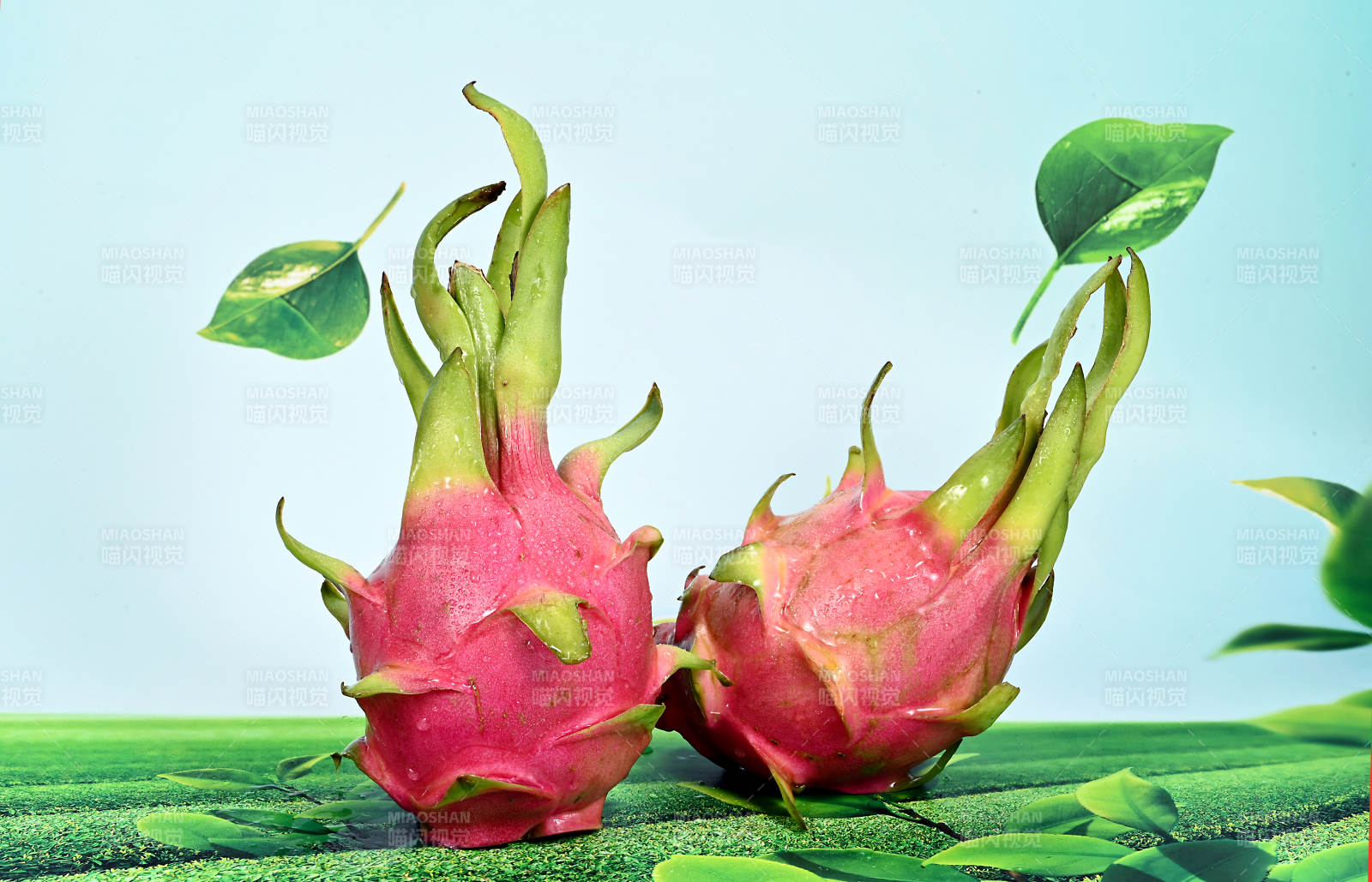 口感香甜爽口多汁的热带水果火龙果特写图片