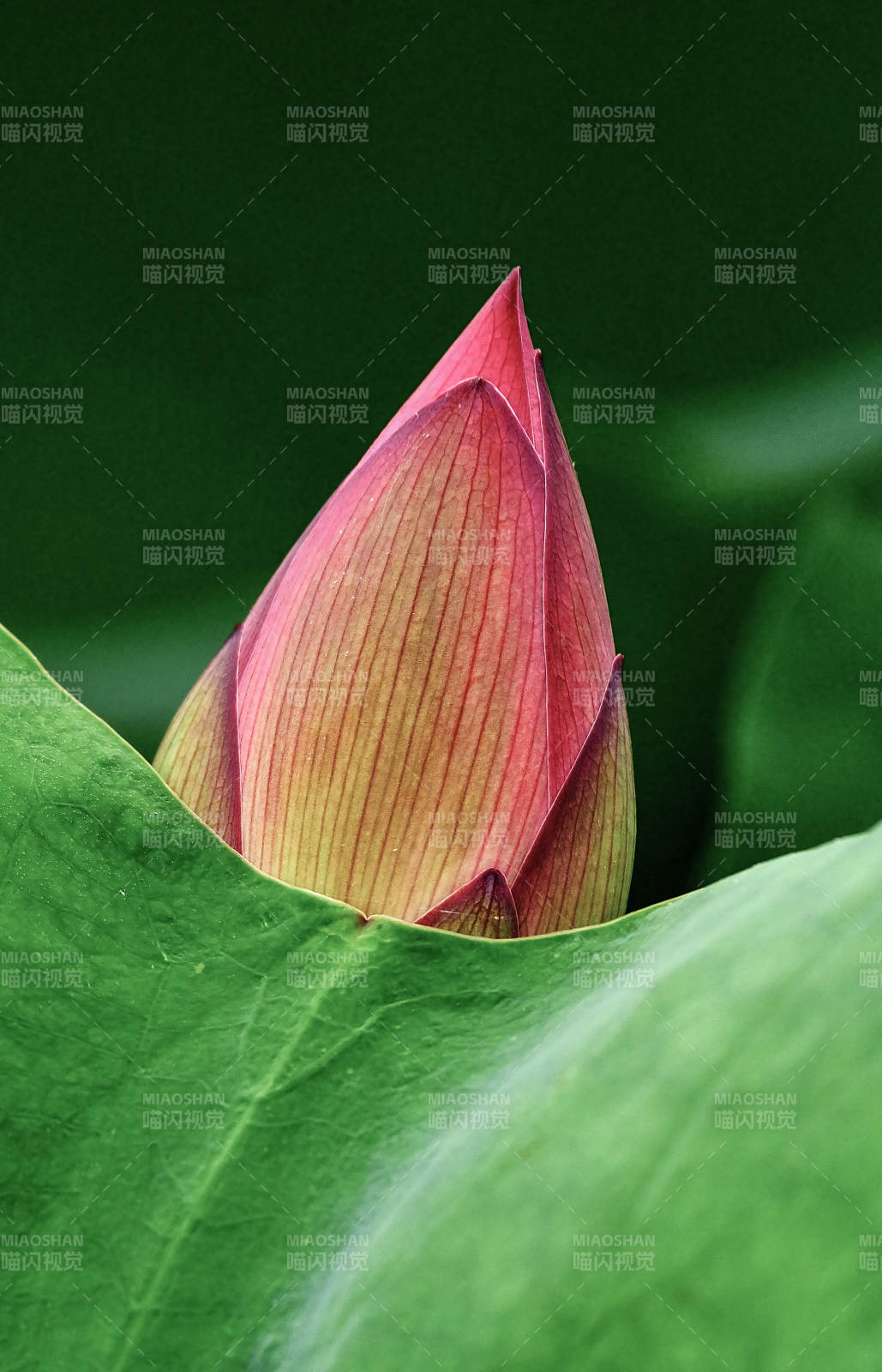 光影下含苞待放的荷花特写图片