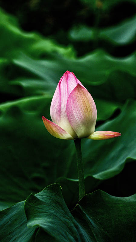 阳光下含苞待放的粉色荷花图片