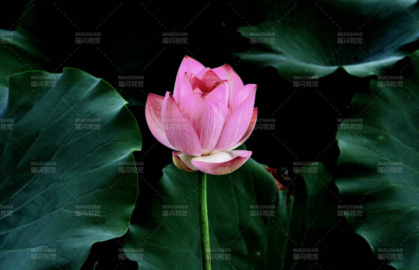 阳光下盛放的粉色荷花图片