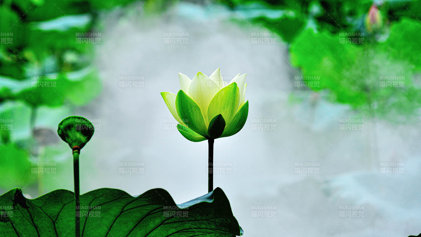 水雾蒙蒙中盛开的荷花与莲蓬图片