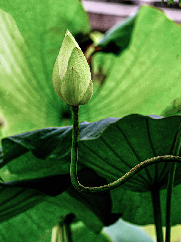 阳光下含苞待放的荷花图片