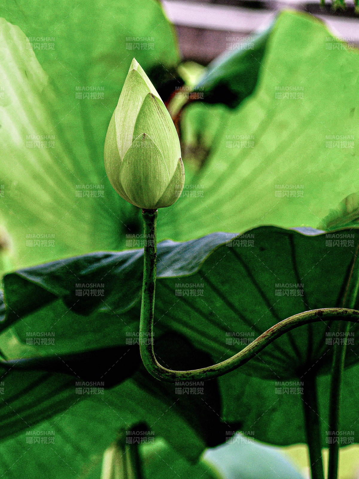 阳光下含苞待放的荷花图片