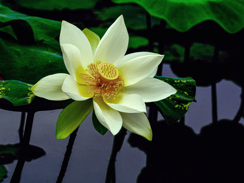 荷塘里盛开的白色荷花图片