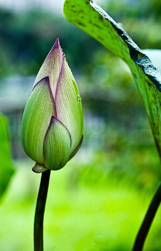 清晨含苞待放的荷花花苞图片