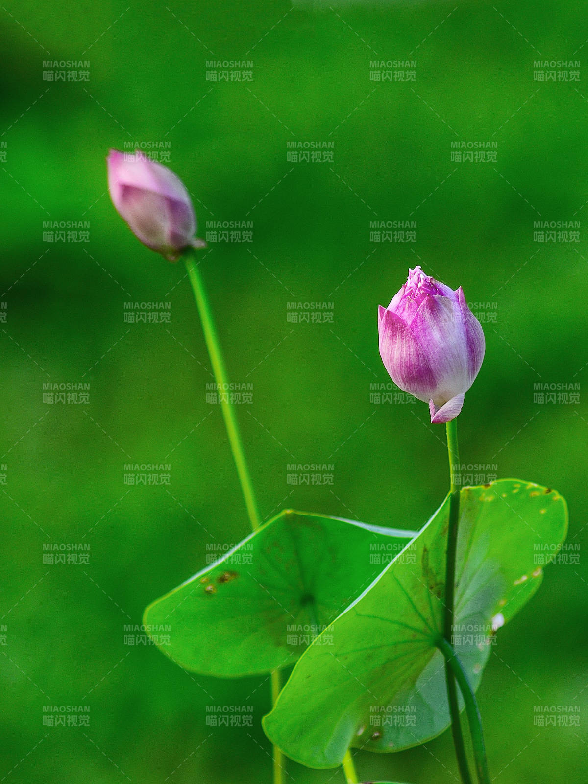 夏天阳光下初绽的荷花图片