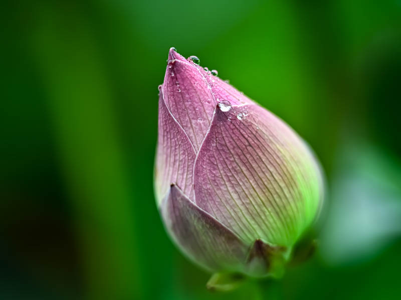 雨露滋润的粉色荷花花苞图片