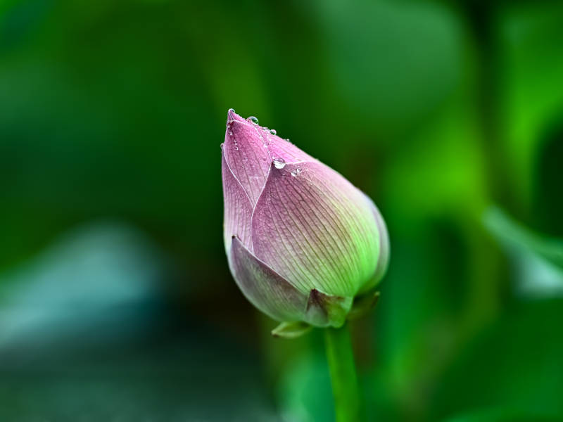 雨露滋润的粉色荷花花苞图片
