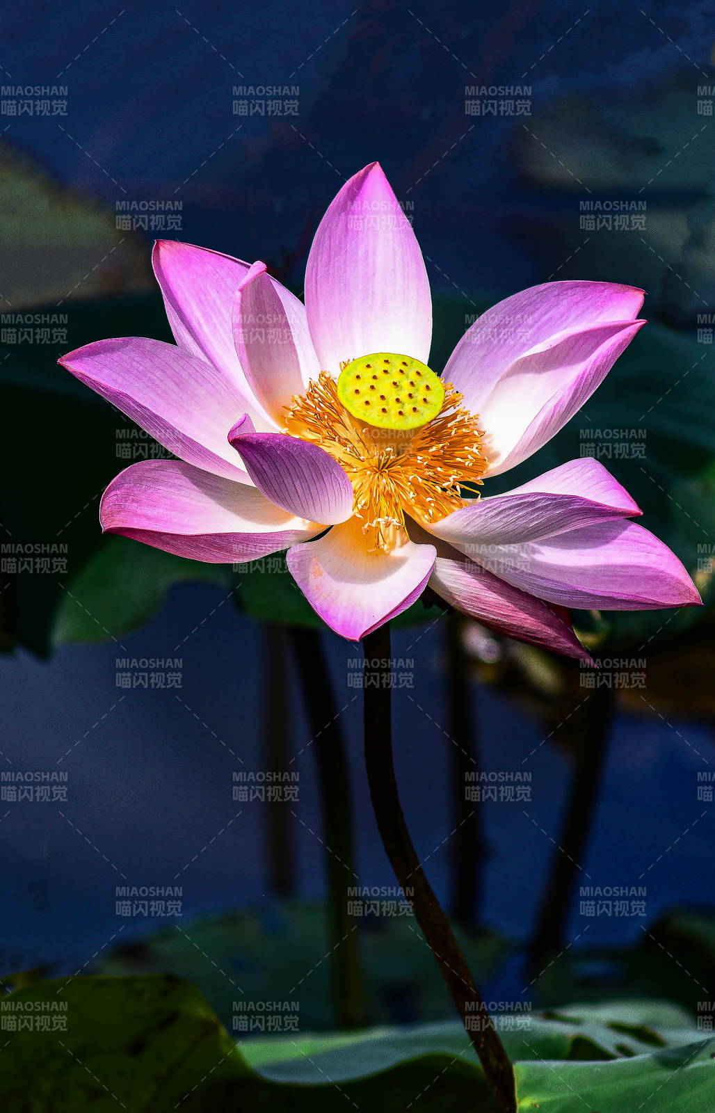 夏天盛开的粉色荷花图片