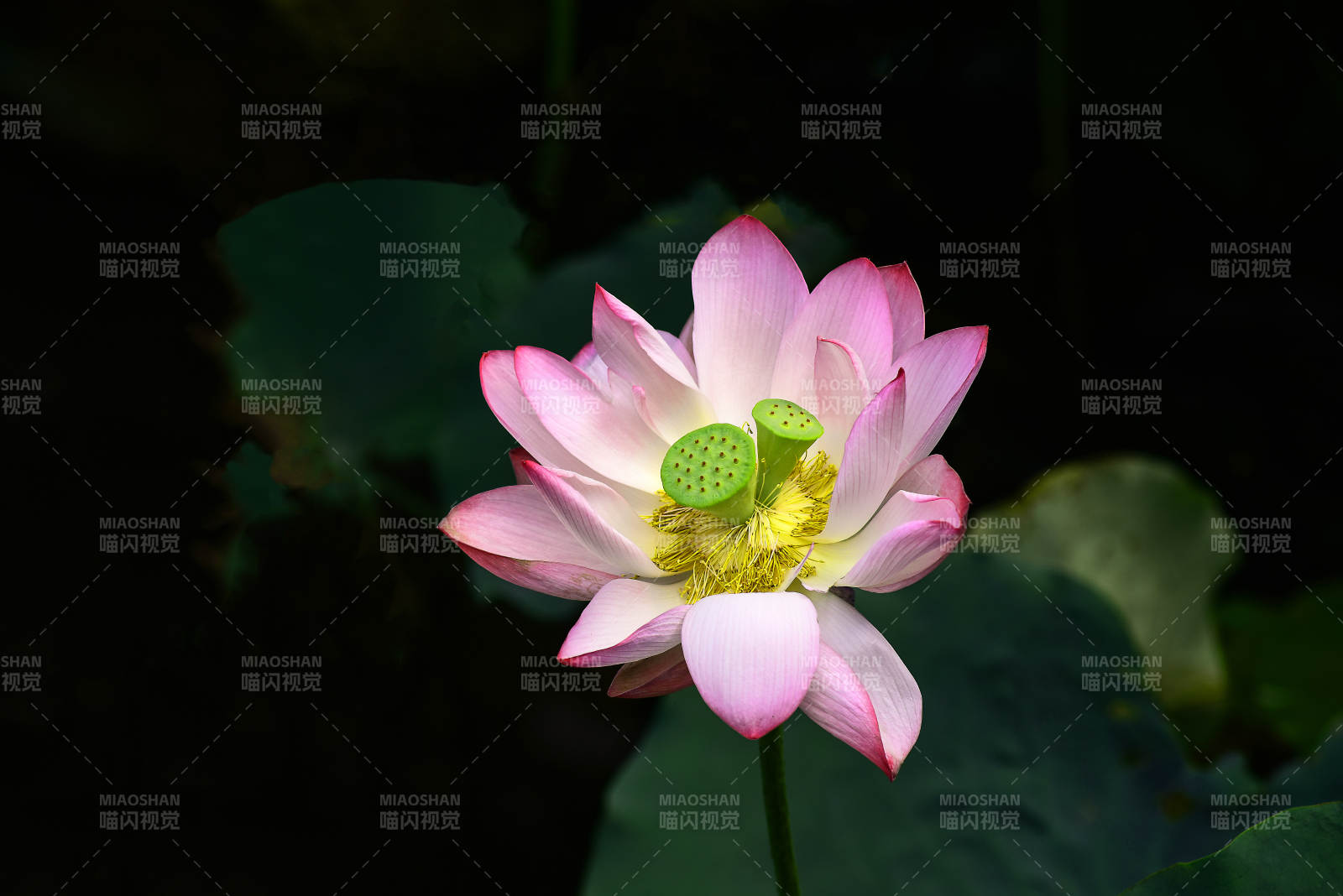 阳光下盛开的粉色并蒂莲图片