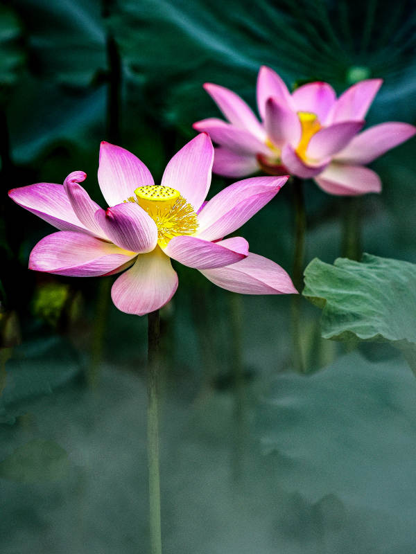 荷塘里盛开的粉色荷花图片