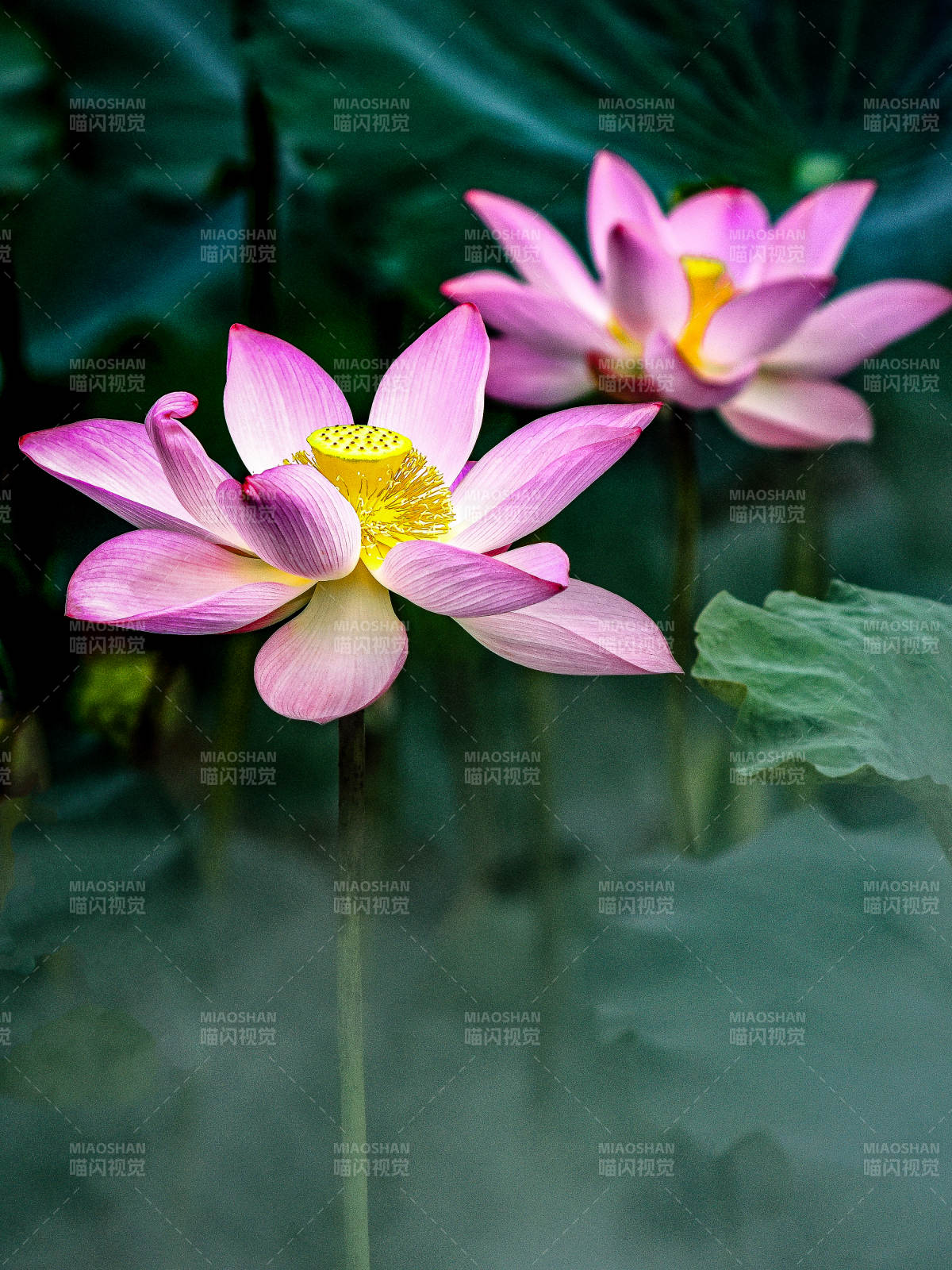 荷塘里盛开的粉色荷花图片