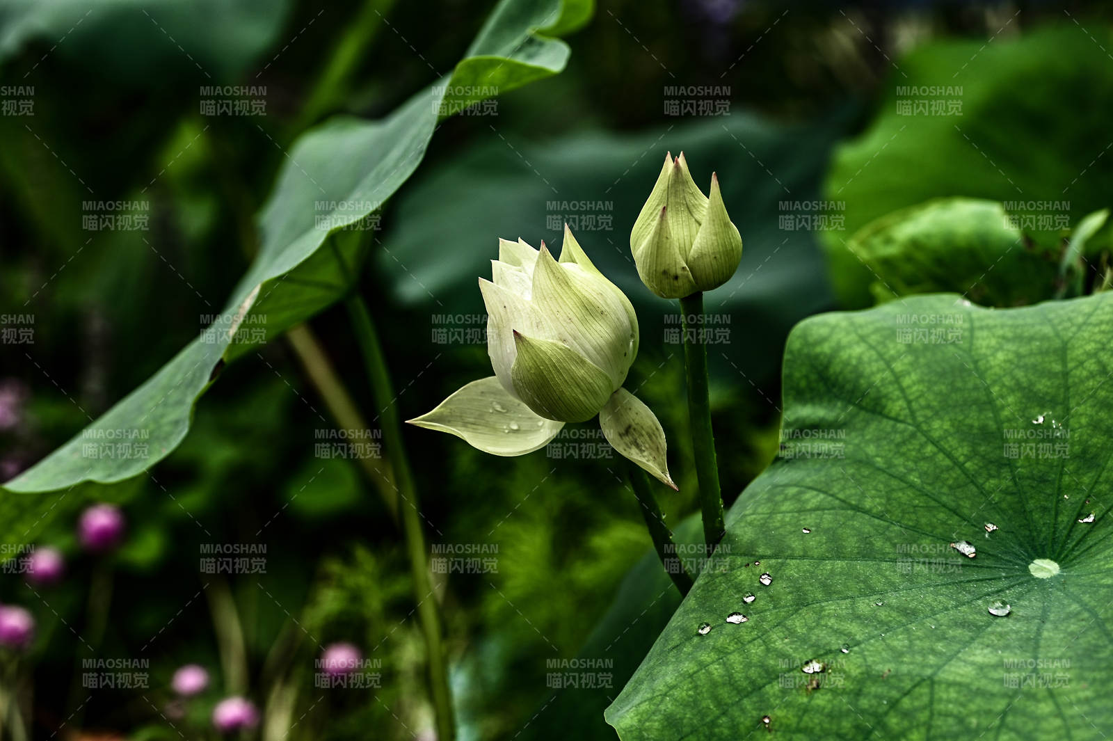 阳光照射下初绽的荷花图片