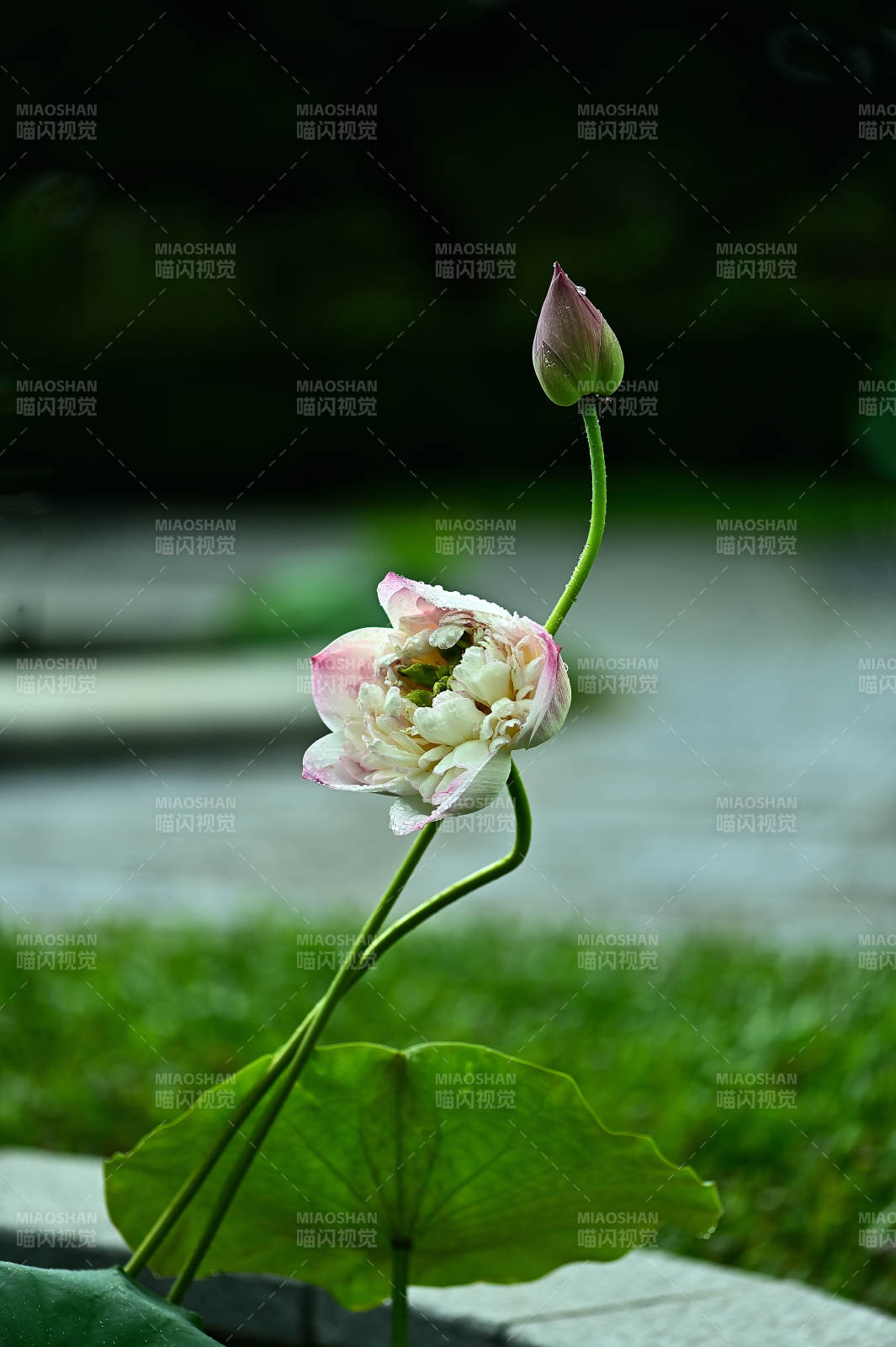 光影下含苞待放的荷花图片