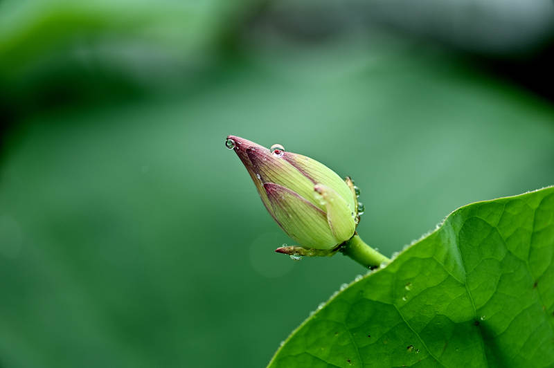 清晨含苞待放的荷花图片