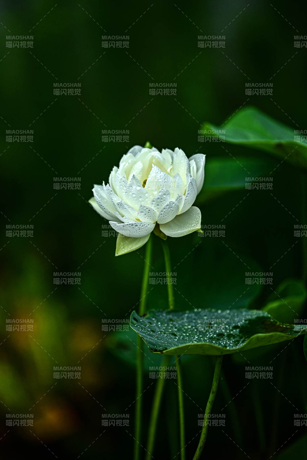 雨后荷塘白色荷花盛开图片