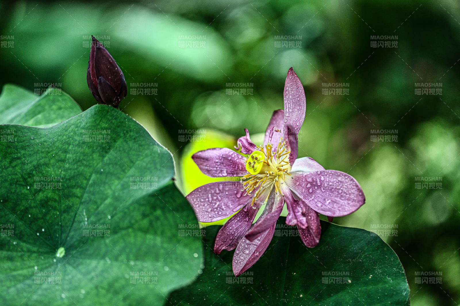 雨露滋润的紫色荷花图片