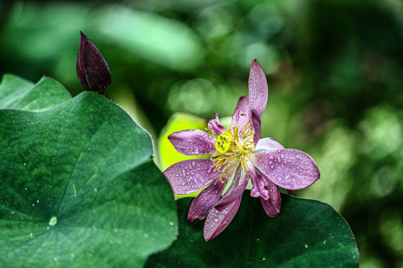 雨露滋润的紫色荷花图片