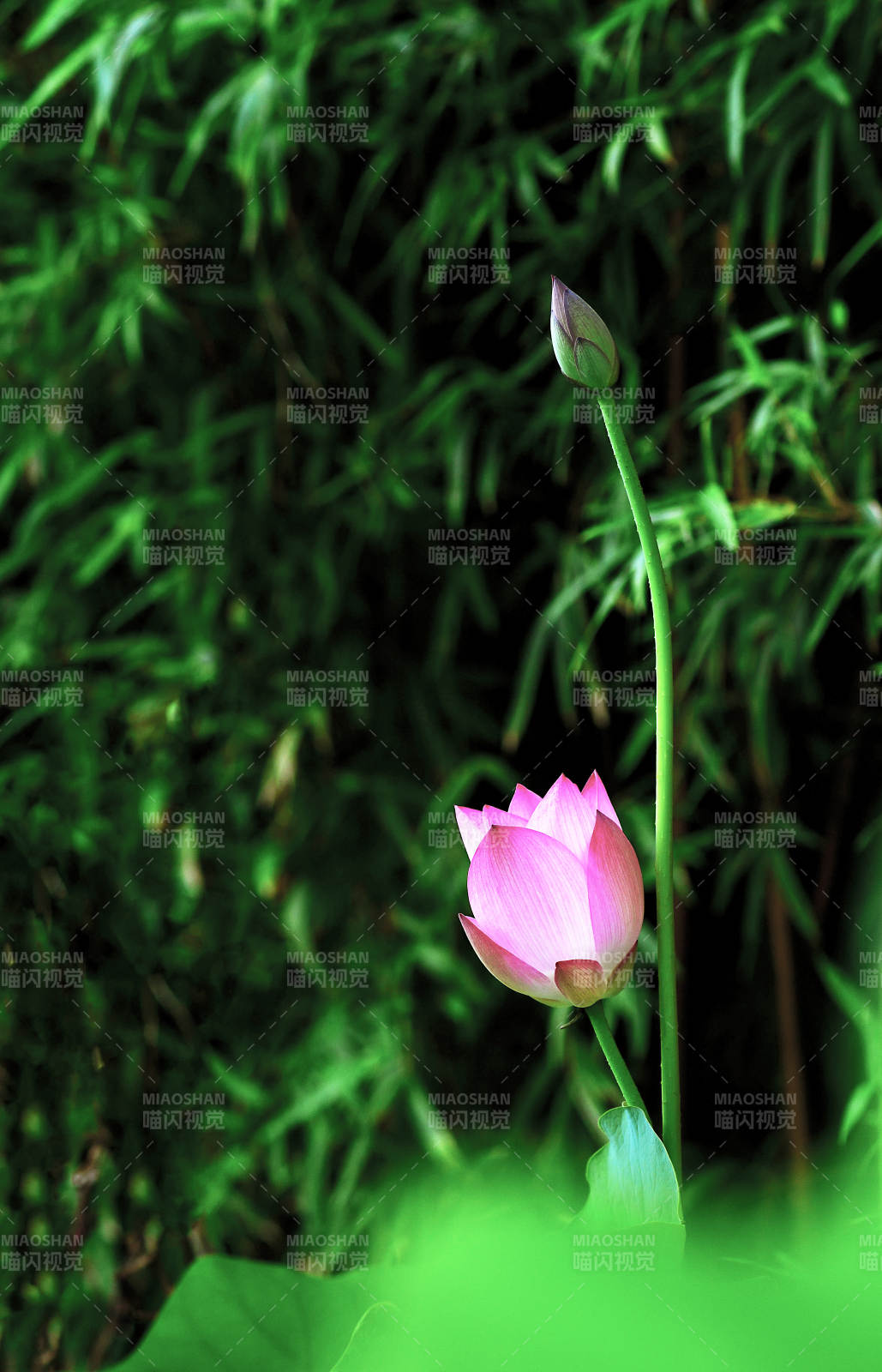 阳光下粉嫩荷花初绽放图片