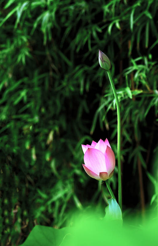 阳光下粉嫩荷花初绽放图片