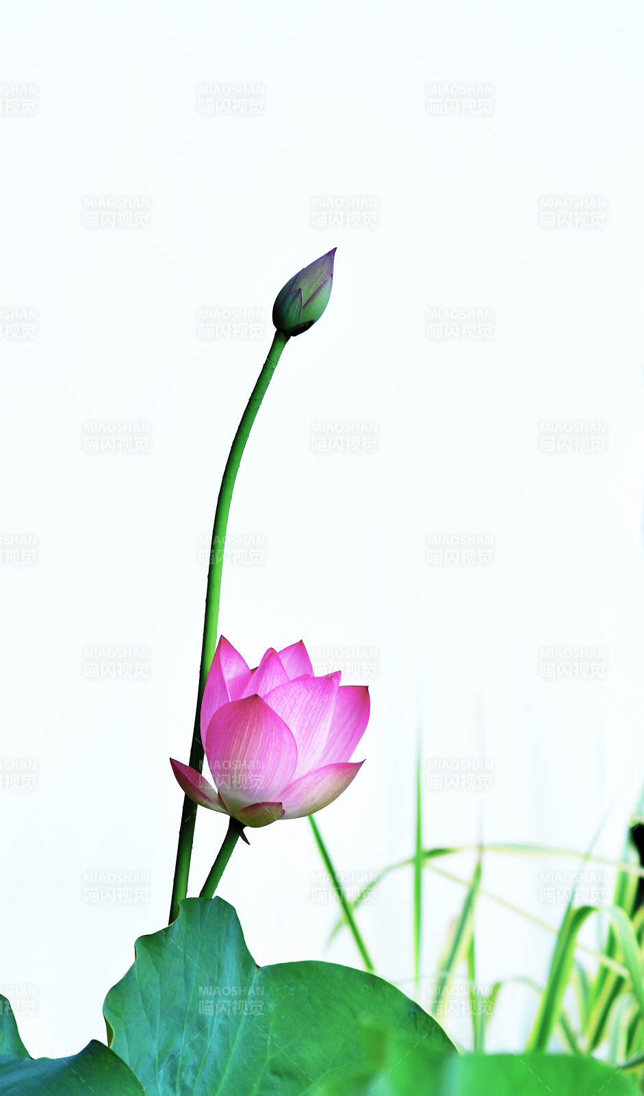 荷花绽放 静谧之美图片