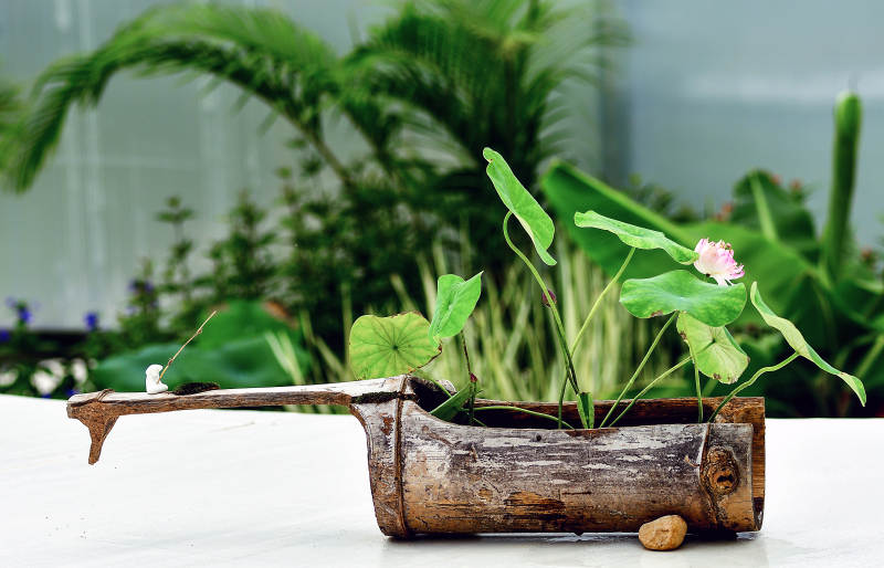 精品碗莲创意微景观竹筒里的荷花图片