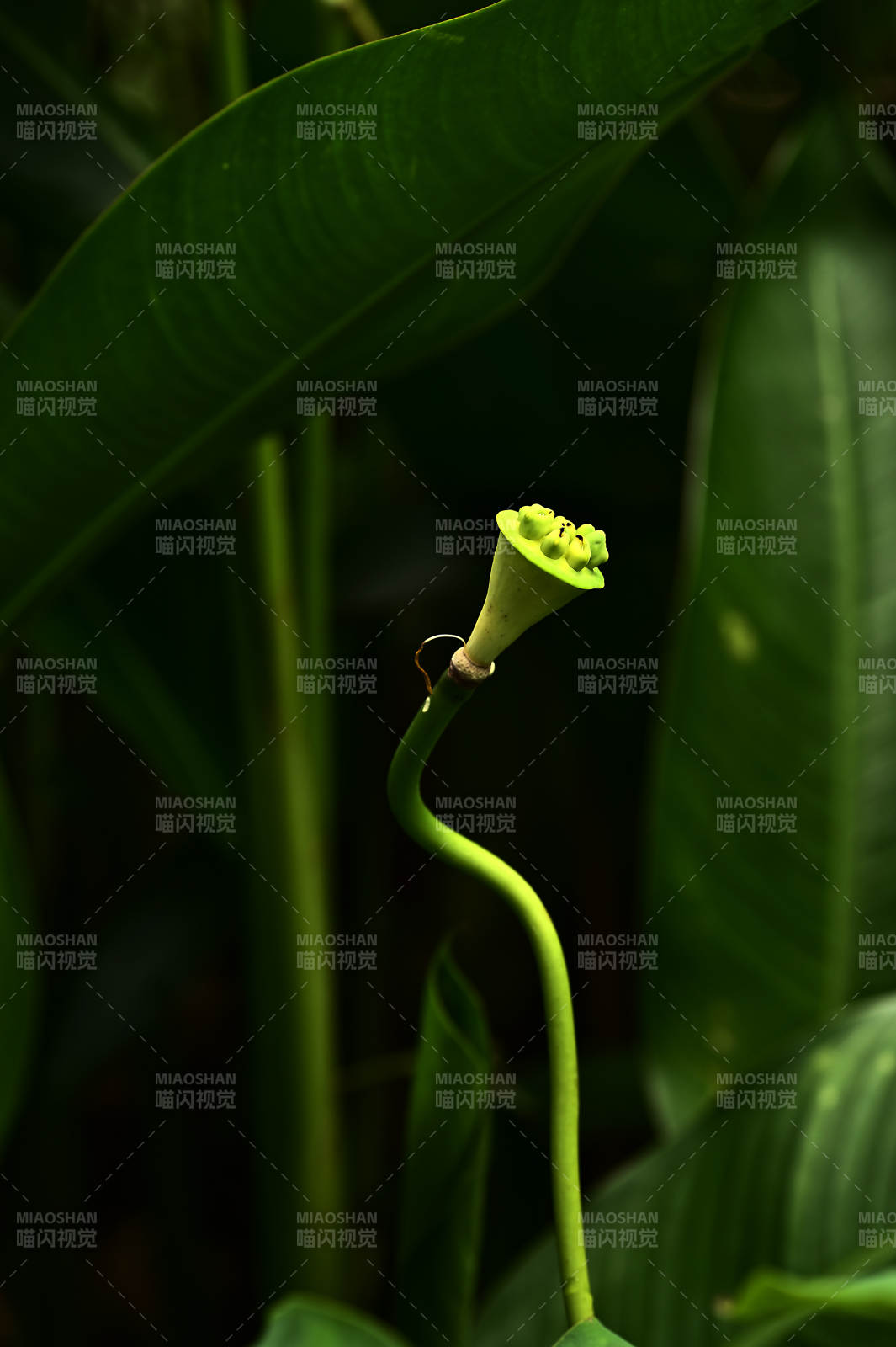 阳光照射下弯曲的莲蓬图片