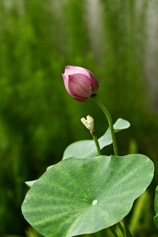 阳光下的荷花初绽图片
