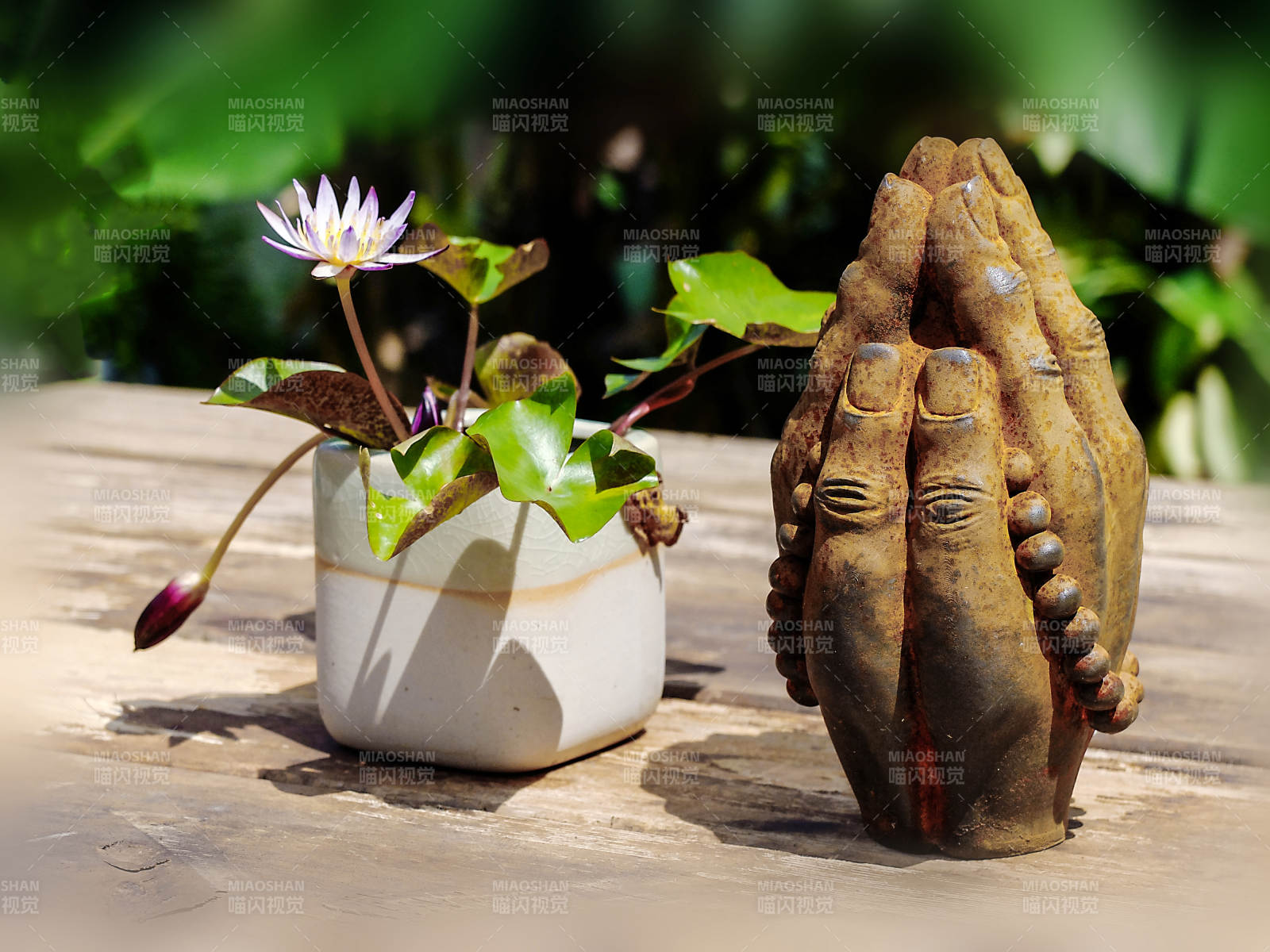 精品碗莲创意微景观禅意手与莲花图片