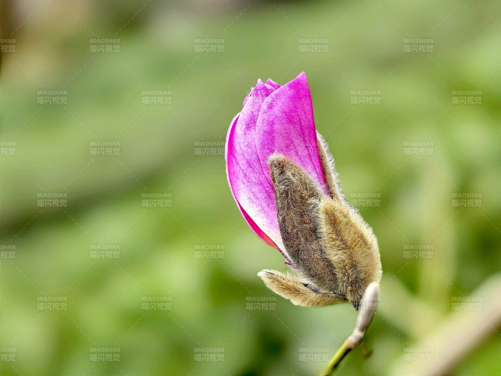 紫玉兰含苞待放图片