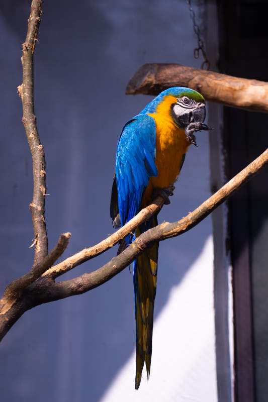 蓝黄金刚鹦鹉栖枝图片