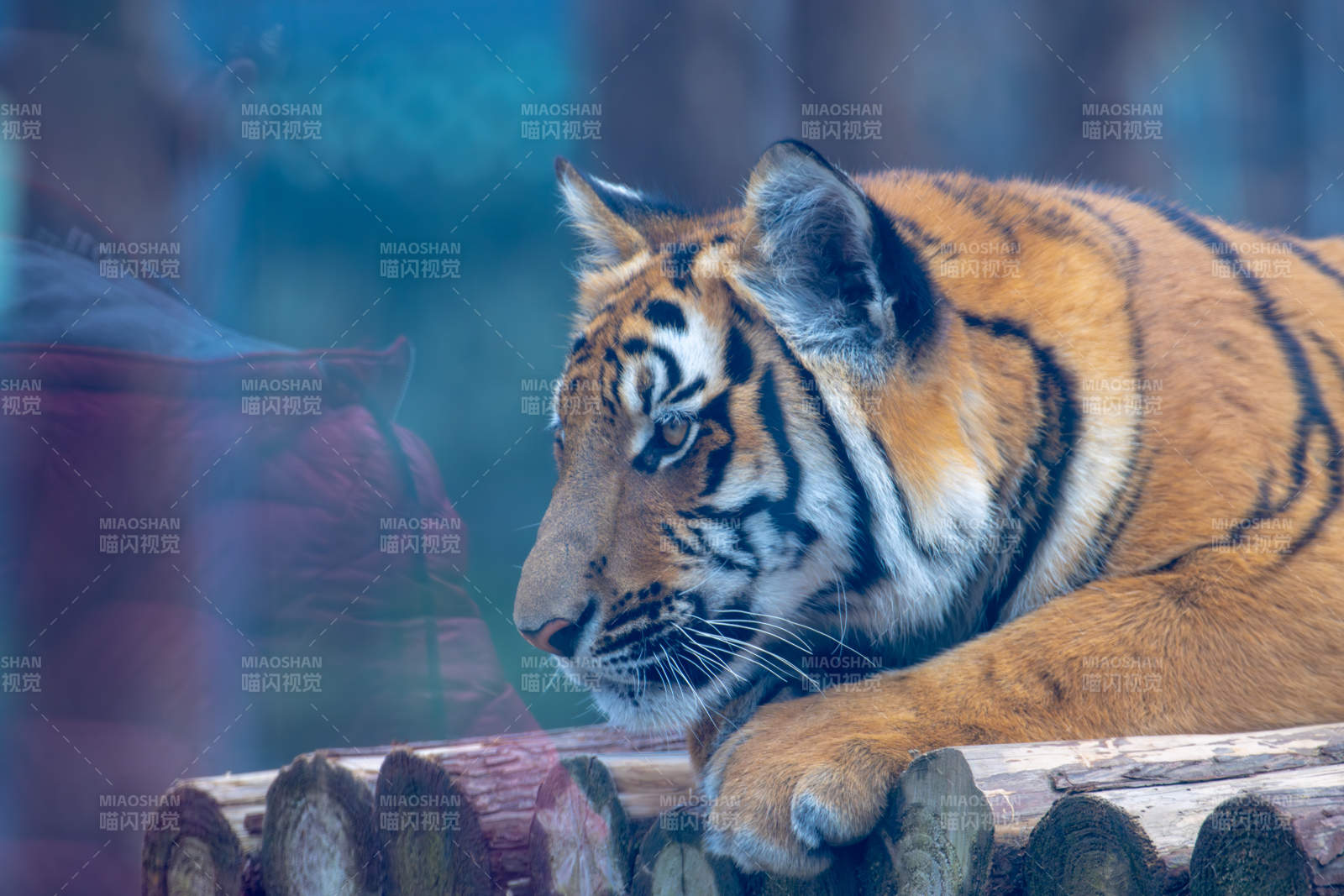 虎卧木上凝视远方图片