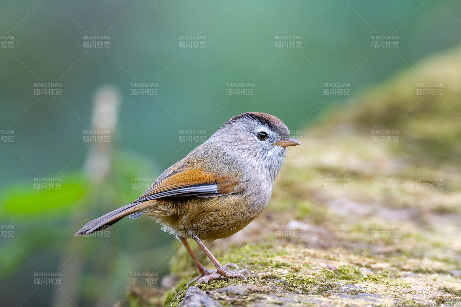 山雀栖息于青苔石上图片